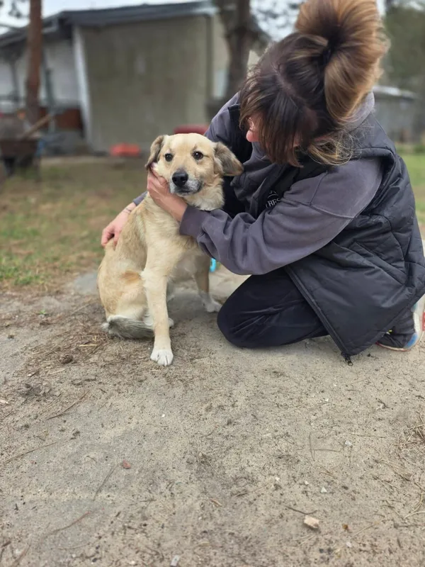 Pies do adopcji, Radom, 13 kwietnia 2026 (5/5)