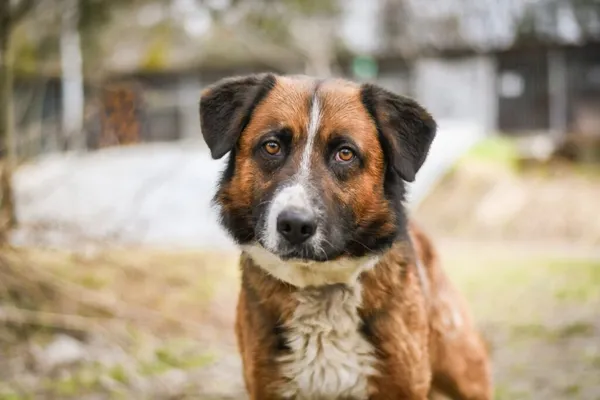 Pies do adopcji, Radom, 13 kwietnia 2026 (1/5)