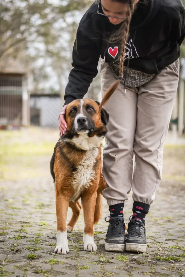 Pies do adopcji, Radom, 13 kwietnia 2026 (3/5)