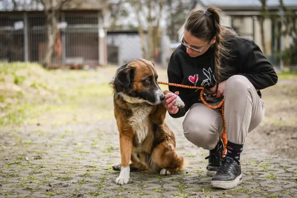 Pies do adopcji, Radom, 13 kwietnia 2026 (4/5)