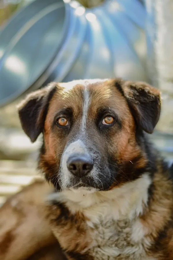 Pies do adopcji, Radom, 13 kwietnia 2026 (5/5)