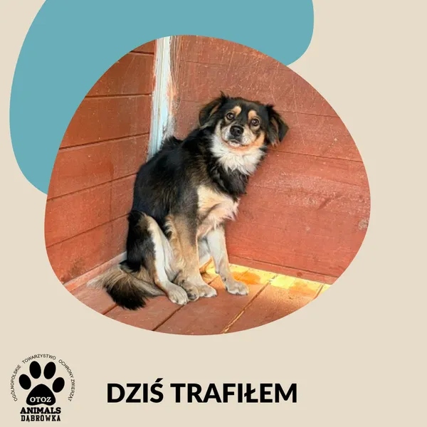 Znaleziono psa, Dąbrówka, 10 kwietnia 2026