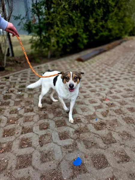 Pies do adopcji, Radom, 5 marca 2026