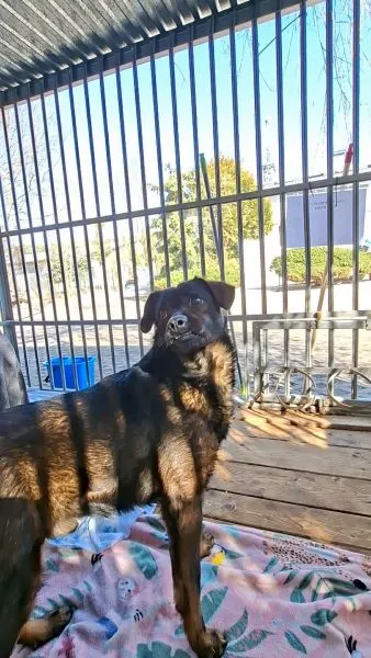 Pies do adopcji, Radom, 5 marca 2026