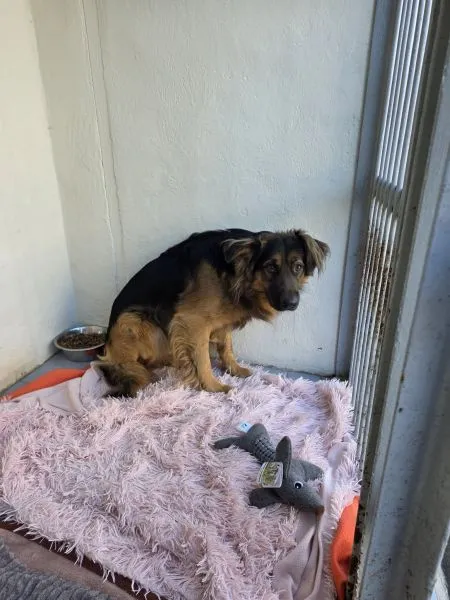 Pies do adopcji, Radom, 25 lutego 2026