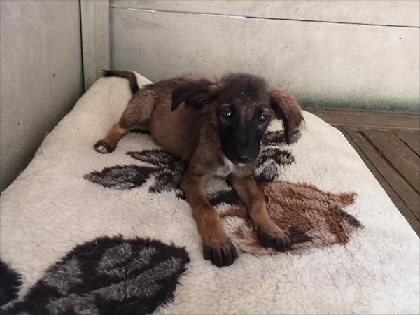 Pies do adopcji, Choszczno, 13 kwietnia 2026