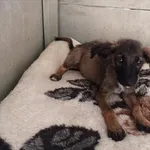 Pies do adopcji
