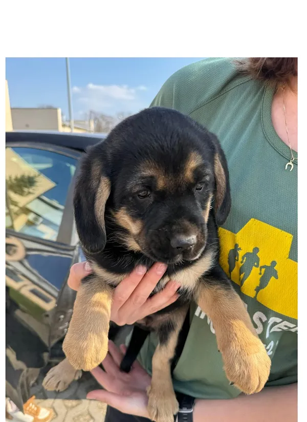 Znaleziono psa, Wrocław, 11 kwietnia 2026