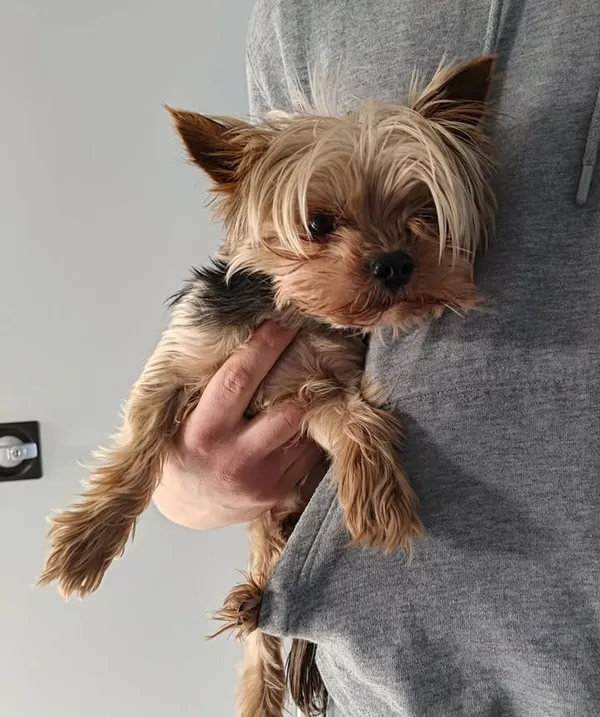 Znaleziono psa, Lublin, 13 kwietnia 2026