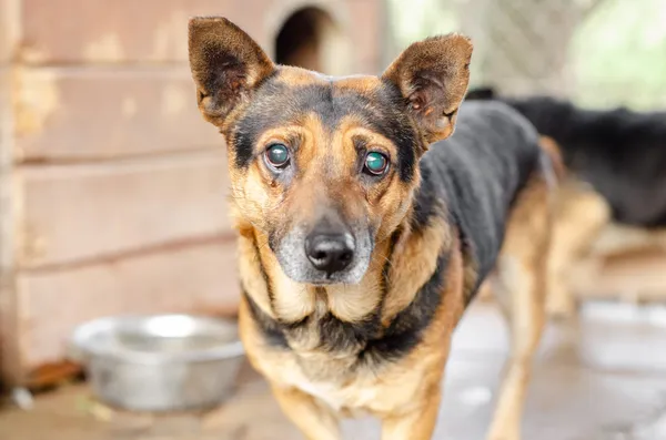 Oddam psa, Warszawa, Chrzanów, 14 kwietnia 2026