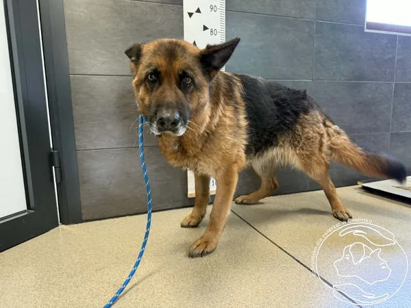 Pies do adopcji, Chełmek, 19 marca 2026