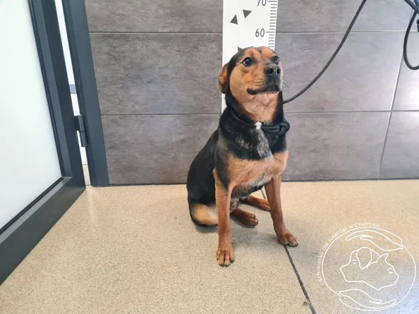 Pies do adopcji, Chełmek, 18 marca 2026