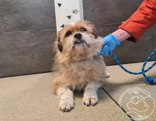 Pies do adopcji, Chełmek, 17 marca 2026