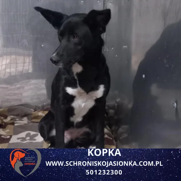 Pies do adopcji, Ciosny, 11 kwietnia 2026