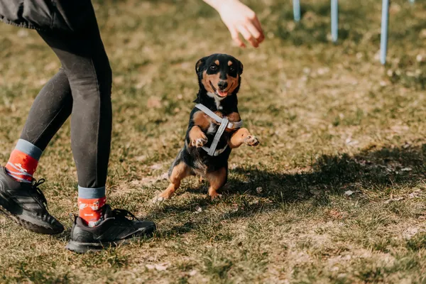 Pies do adopcji, Czartki, 13 kwietnia 2026 (3/5)