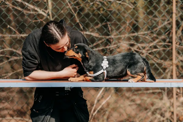 Pies do adopcji, Czartki, 13 kwietnia 2026 (4/5)