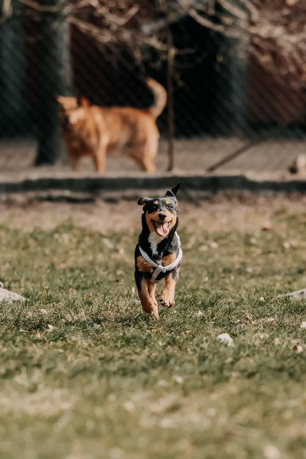 Pies do adopcji, Czartki, 13 kwietnia 2026 (5/5)