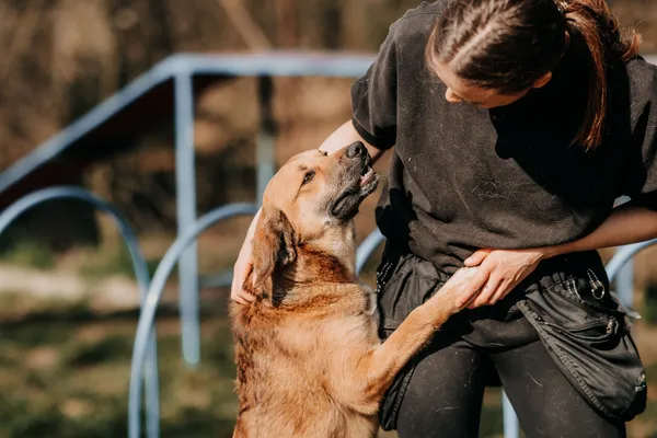 Pies do adopcji, Czartki, 13 kwietnia 2026 (4/5)