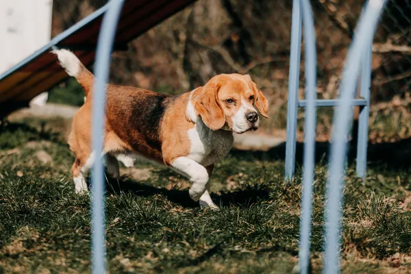 Pies do adopcji, Czartki, 13 kwietnia 2026 (5/5)