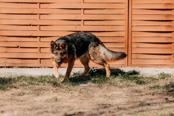 Pies do adopcji, Czartki, 13 kwietnia 2026 (1/5)