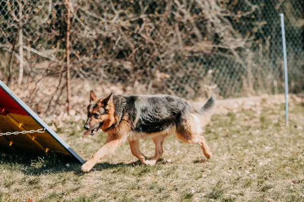 Pies do adopcji, Czartki, 13 kwietnia 2026 (2/5)