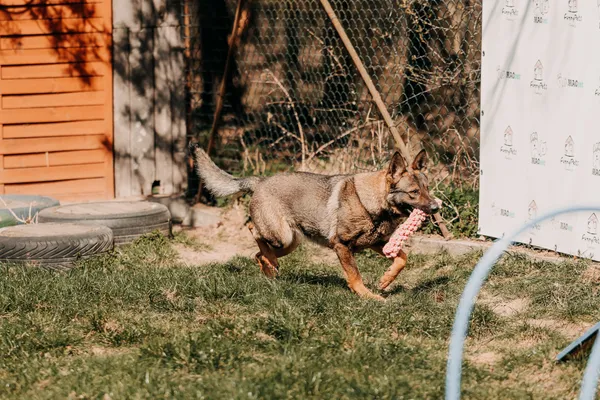 Pies do adopcji, Czartki, 13 kwietnia 2026 (4/5)