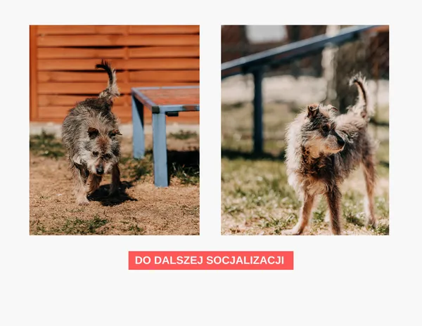 Pies do adopcji, Czartki, 13 kwietnia 2026 (3/3)