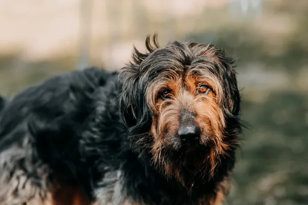 Pies do adopcji, Czartki, 13 kwietnia 2026 (1/5)