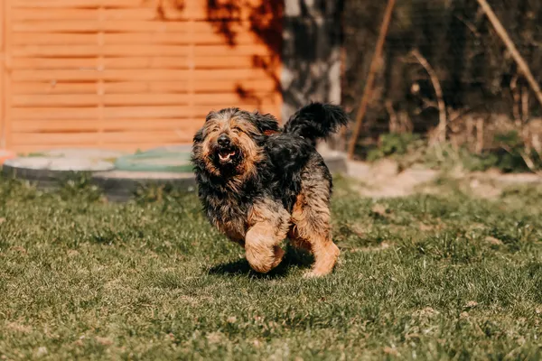 Pies do adopcji, Czartki, 13 kwietnia 2026 (2/5)