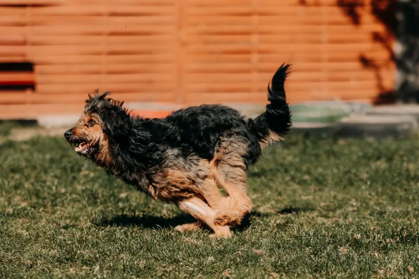 Pies do adopcji, Czartki, 13 kwietnia 2026 (3/5)