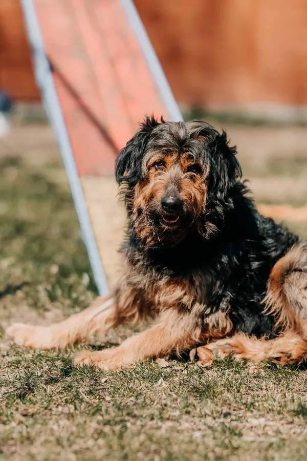 Pies do adopcji, Czartki, 13 kwietnia 2026 (4/5)