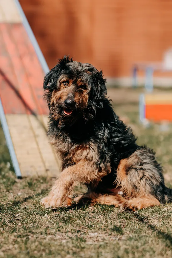 Pies do adopcji, Czartki, 13 kwietnia 2026 (5/5)