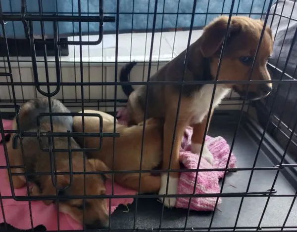 Znaleziono psa, Radom, 13 kwietnia 2026