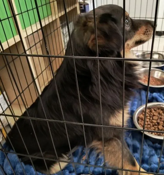 Znaleziono psa, Radom, 11 kwietnia 2026