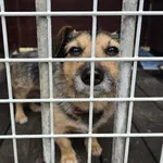 Pies do adopcji