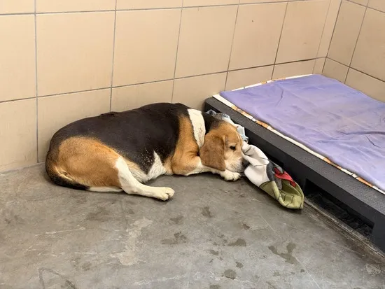 Pies do adopcji, Kraków, 29 marca 2026