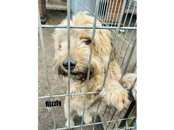 Pies do adopcji, Przyborówko, 22 kwietnia 2026 (1/2)