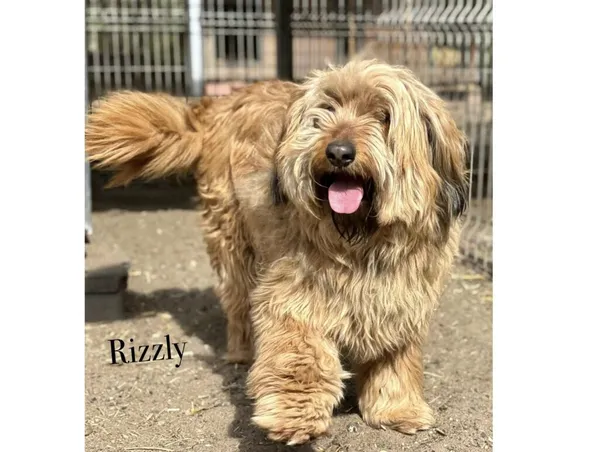 Pies do adopcji, Przyborówko, 22 kwietnia 2026 (2/2)