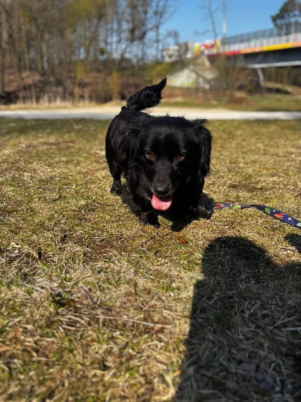 Pies do adopcji, Oborniki, 23 marca 2026 (1/3)