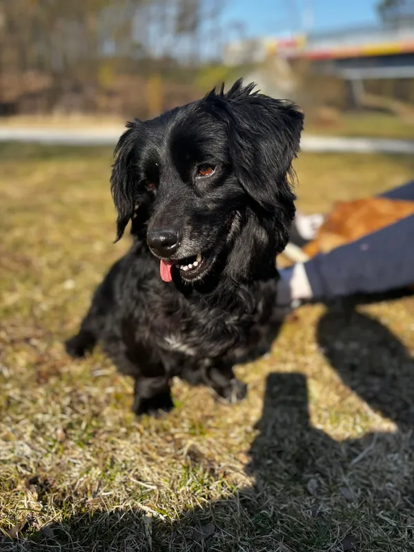 Pies do adopcji, Oborniki, 23 marca 2026 (3/3)