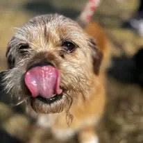 Pies do adopcji, Oborniki, 23 marca 2026 (1/2)