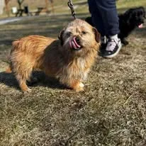 Pies do adopcji, Oborniki, 23 marca 2026 (2/2)