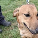 Pies do adopcji