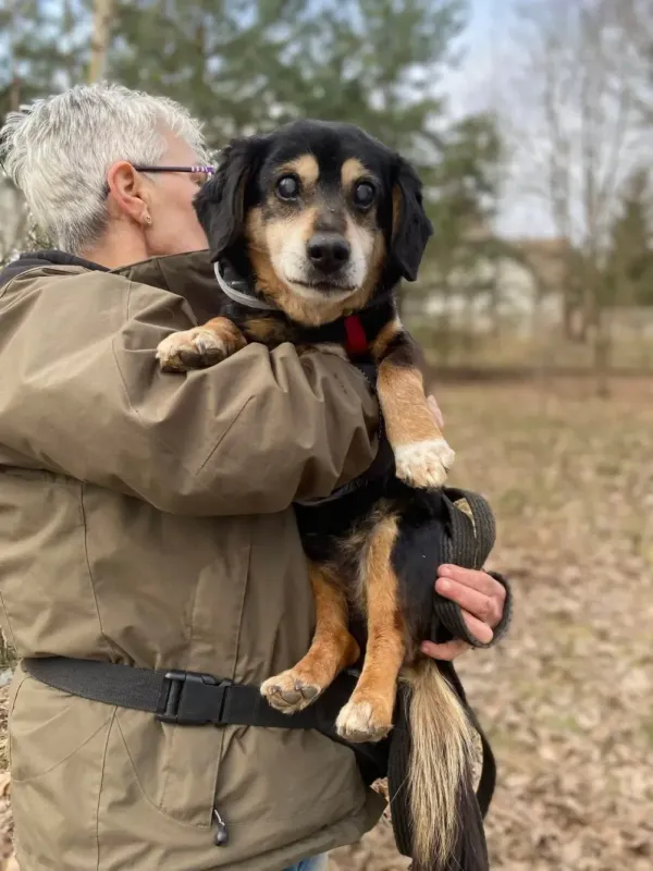 Pies do adopcji, Milanówek, 13 kwietnia 2026 (1/5)