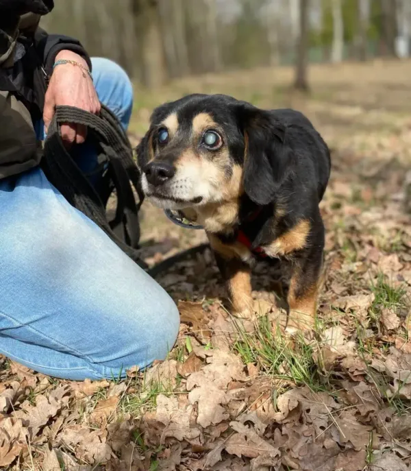 Pies do adopcji, Milanówek, 13 kwietnia 2026 (4/5)