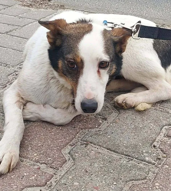 Kot do adopcji, Konin, 9 lutego 2026 (1/2)