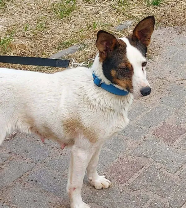 Kot do adopcji, Konin, 9 lutego 2026 (2/2)