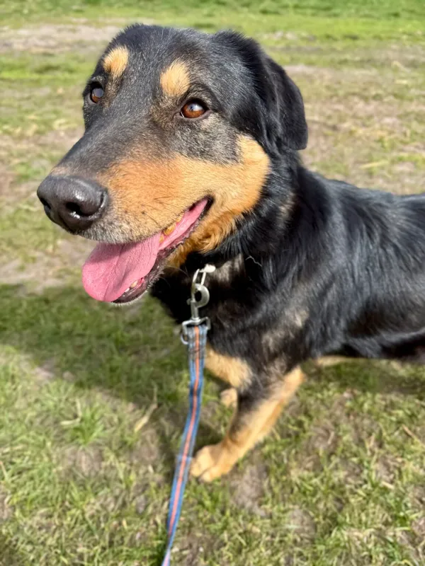 Pies do adopcji, Pieczyska, 13 kwietnia 2026 (3/5)