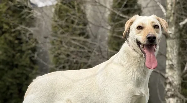 Pies do adopcji, Pieczyska, 13 kwietnia 2026 (1/3)