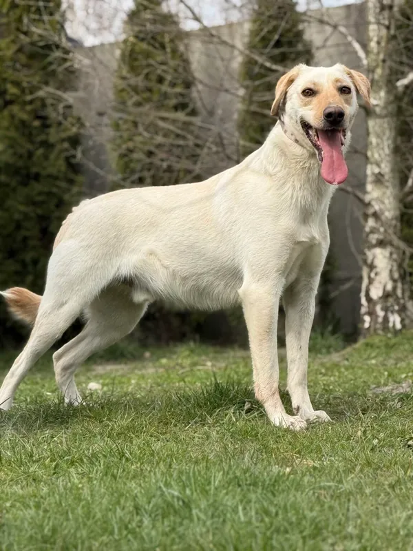 Pies do adopcji, Pieczyska, 13 kwietnia 2026 (2/3)